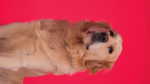 Proyecto Vídeo Lindo Perro Golden Retriever Sobresaliendo Lengua Lamiendo Nariz — Vídeo de stock