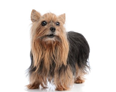 Meraklı küçük Yorkshire Teriyeri köpek yavrusu beyaz arka planda stüdyoda dikiliyor.
