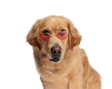 Retro kalp güneş gözlüğü takan sevimli Labrador Retriever köpeği beyaz arka planda otururken ileriye bakıyor 