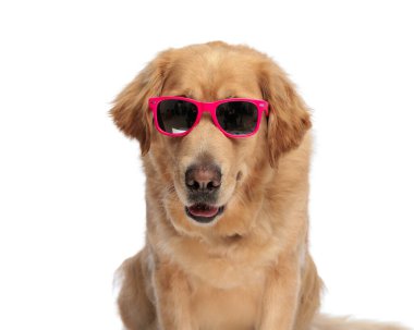 Golden Retriever köpeği güneş gözlüğü takıyor, beyaz arka planda otururken ileri doğru bakıyor ve nefes nefese.