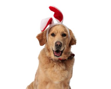 happy golden retriever dog with red rabbit ears headband panting and sticking out tongue while sitting in front of white background clipart