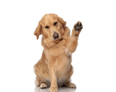 Güzel Labrador av köpeği pençelerini kaldırıyor ve beyaz arka planda otururken aşağı bakıyor.