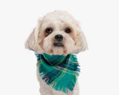 Beyaz arka planda otururken yeşil eşarp takan şirin bizonu kapat.