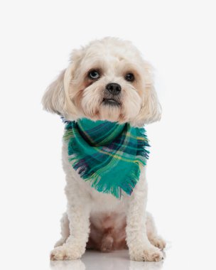 Yeşil ve mavi bir eşarp takan şirin shih tzu beyaz arka planda oturuyor.