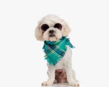 Beyaz arka planda renkli bandana ve güneş gözlüğü takan sevimli bichon.
