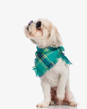 Güneş gözlüğü ve yeşil bandana takıp beyaz arka planda oturan meraklı bichon