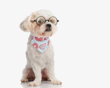 Yuvarlak gözlük takan sevimli shih tzu ve beyaz arka planda oturan renkli eşarp.