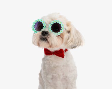 Yan tarafa bakarken güneş gözlüğü takan meraklı bichon beyefendiye yaklaş.