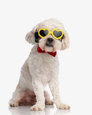 Sarı kalp gözlüklü şık bizon beyaz arka planda oturuyor.