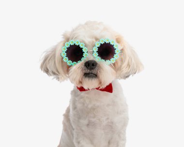 Otururken çiçek güneş gözlüğü ve kırmızı papyon takan zarif bichon başıyla.