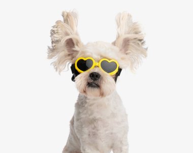 Kabarık kulaklı, kalp sembollü, beyaz arka planda oturan sevimli bizonun portresi.