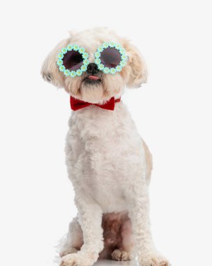 Çiçekli güneş gözlüklü ve papyonlu komik shih tzu arka planda oturuyor ve nefes nefese.