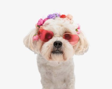Cadılar bayramı çiçekleri takan sevimli bichon otururken saç bandı ve güneş gözlüğü takıyor.
