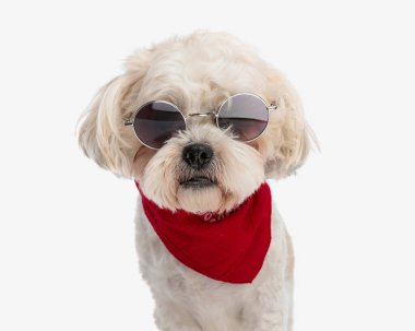Shih Tzu 'nun güneş gözlüğü taktığı portresi ve beyaz arka planda kırmızı bandana.