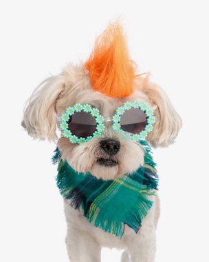 Ayrı bir arka planda duran çiçek, güneş gözlüğü ve eşarplı asi bizonuna yaklaş.