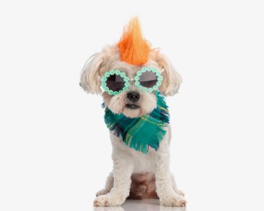 Punk armalı ve güneş gözlüklü şirin shih tzu bandana takarken izole beyaz arka planda oturuyor.