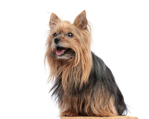 Side View Yorkshire Terrier Dog Sticking Out Tongue Looking While — Stock Photo, Image