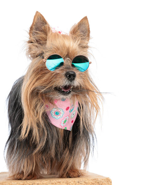 adorable yorkshire terrier puppy with sunglasses panting and looking away while standing and wearing pink bandana on white background