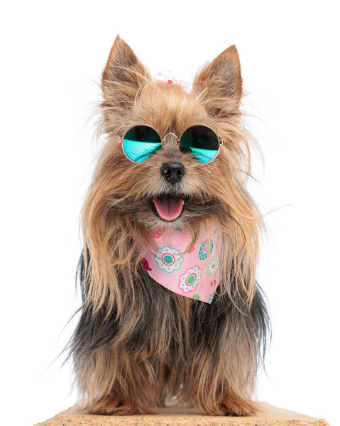 funny yorkie puppy wearing round sunglasses and pink bandana sticking out tongue and panting in front of white background