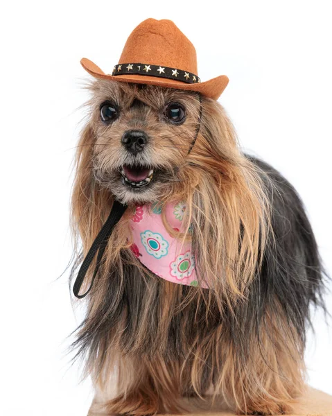 Komik Yorkshire Teriyer Köpeği Kovboy Şapkası Takıyor Pembe Bandana Başka — Stok fotoğraf
