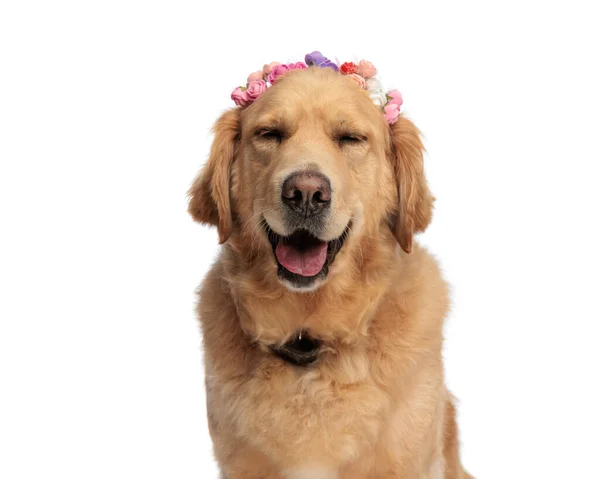 Sweet Golden Retriever Puppy Flowers Headband Panting Tongue Exposed Sitting — Stock Photo, Image