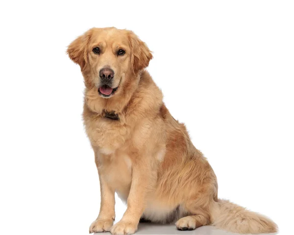 Adorable Golden Retriever Pies Wystający Język Dysząc Siedząc Przed Białym — Zdjęcie stockowe