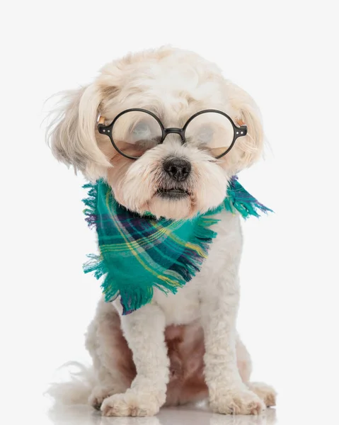 Entzückender Bichon Mit Runder Brille Und Buntem Schal Auf Weißem — Stockfoto