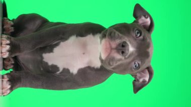 meraklı küçük Amerikalı zorba köpek yukarı bakıyor, ilgileniyor, yana bakıyor ve yeşil arka planda oturuyor
