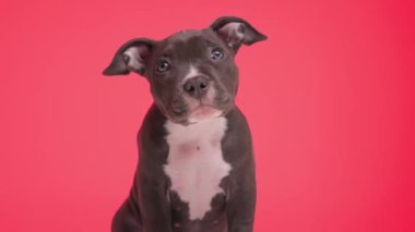 Küçük sevimli Amerikan zorba köpeğinin oturduğu ve yukarı baktığı, kırmızı arka planda hevesli olduğu bir proje videosu.
