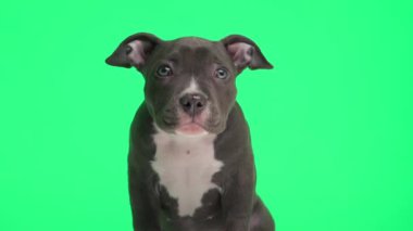 Proje videosu, yeşil arka planda oturan ve burnunu yalayan sevimli Amerikan zorba köpeğinin videosu.