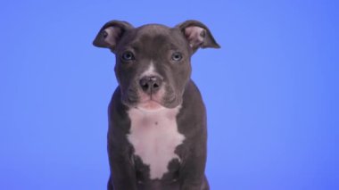 Güzel bebek Amerikan zorba köpeğinin proje videosu. Mor arka planda otururken ileriye ve yukarıya bakıyor.