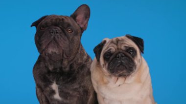 İki sevimli köpek yavrusu meraklıdır. Mavi arka planda yan yana otururlar.