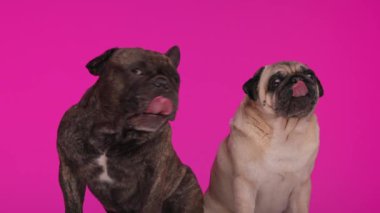 Sevgili kardeşlerim Fransız bulldog ve pug köpekleri dillerini çıkarıp, burunlarını yalarken pembe arka planda oturuyorlar.