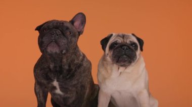 İki sevimli buldog ve köpek yavrusunun yan yana oturup turuncu arka planda burun yaladığı bir proje videosu.