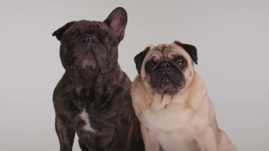 İki meraklı köpek stüdyoda gri arka planda otururken yukarı bakıyor ve onları izliyor.