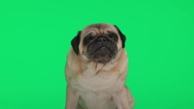 Güzel paspas köpek yavrusu yukarı bakıyor, oturuyor, dilini çıkarıyor ve yeşil arka planda burnunu yalıyor.