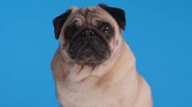 Sevimli köpek yavrusu ileriye bakıyor ve oturuyor. Stüdyoda mavi arka planda sıkılıyor.
