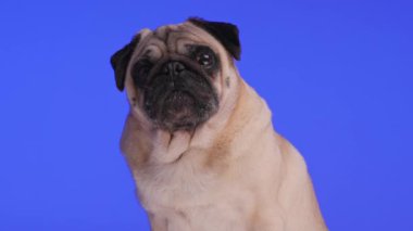 Stüdyoda mor arka planda otururken ileri geri bakan küçük bir köpek yavrusu.