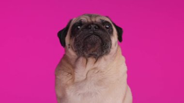 Dilini çıkaran, burnunu yalayan, açgözlü ve pembe arka planda otururken etrafa bakan meraklı köpek.