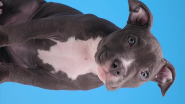 Sevimli Küçük Amerikan Zorba Köpeği Başını Eğip Yukarı Bakıyor Mavi — Stok video