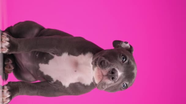 Desconfiado Adorável Azul Americano Bully Filhote Cachorro Sendo Cauteloso Olhando — Vídeo de Stock