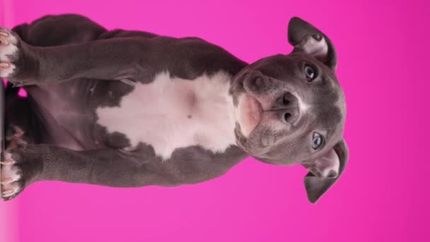 焦急的美国小霸狗 仰头看 坐在粉红的背景上打嗝 — 图库视频影像