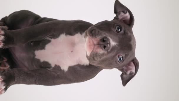 Adorável Pouco Americano Bully Filhote Cachorro Ficando Soluços Olhando Para — Vídeo de Stock
