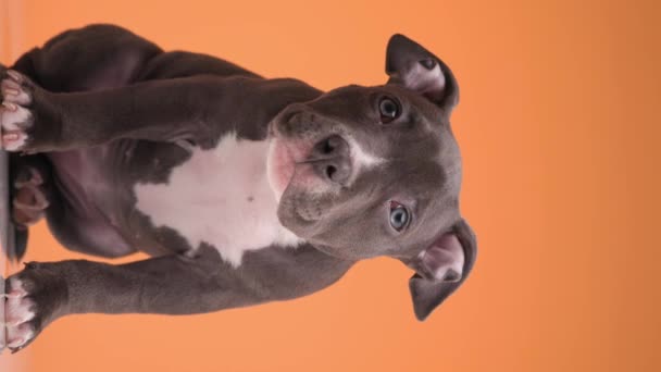 Zoet Klein Blauw Amerikaans Pestkop Baby Hond Kijken Omhoog Kantelen — Stockvideo