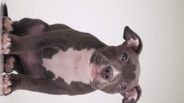 Schattig Klein Blauw Amerikaans Bullebak Hond Wordt Geïnteresseerd Kijken Omhoog — Stockvideo