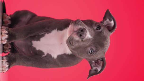 귀여운 괴롭힘 강아지 머리를 기울이는 흥미로운 빨간색 배경에 — 비디오