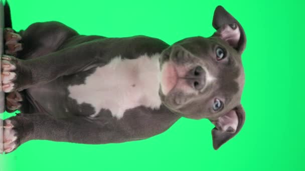 Цікава Маленька Американська Собака Дивиться Вгору Цікавиться Дивиться Бік Сидить — стокове відео