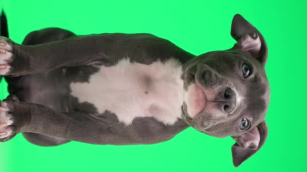 Değerli Küçük Amerikan Zorbası Mavi Yavru Köpek Oturuyor Başını Eğiyor — Stok video
