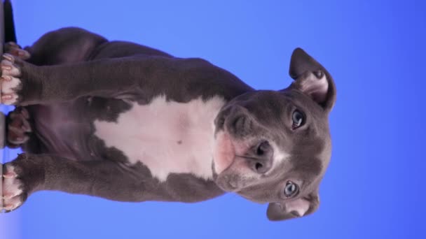 可爱的美国小霸狗 向上和向前看 倾斜的头 坐在紫色的背景上 — 图库视频影像