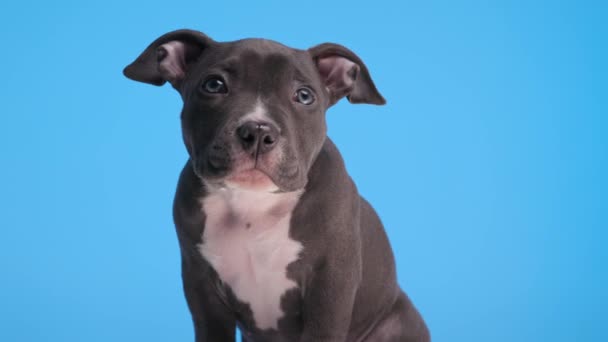 甘いアメリカのいじめの子犬は 好奇心を持ち 青い背景に座っている間 ヒックアップを得る — ストック動画